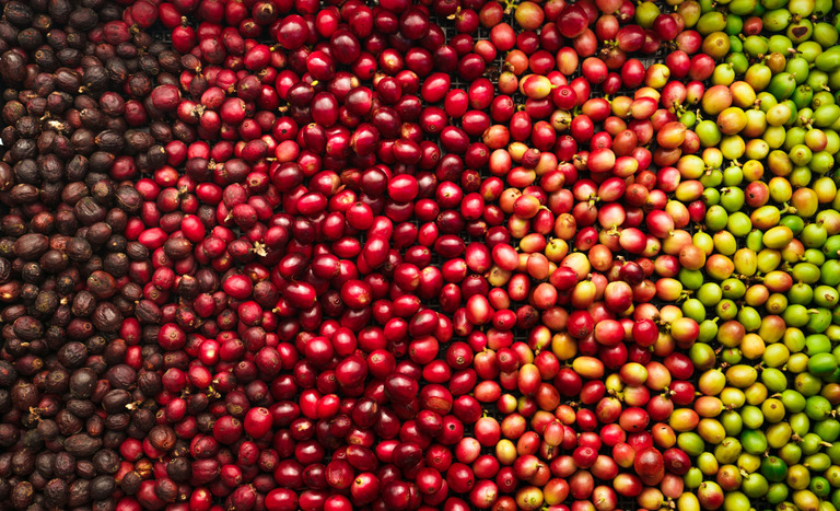 Vietnã lidera aumento de 9,2% nas exportações globais de café