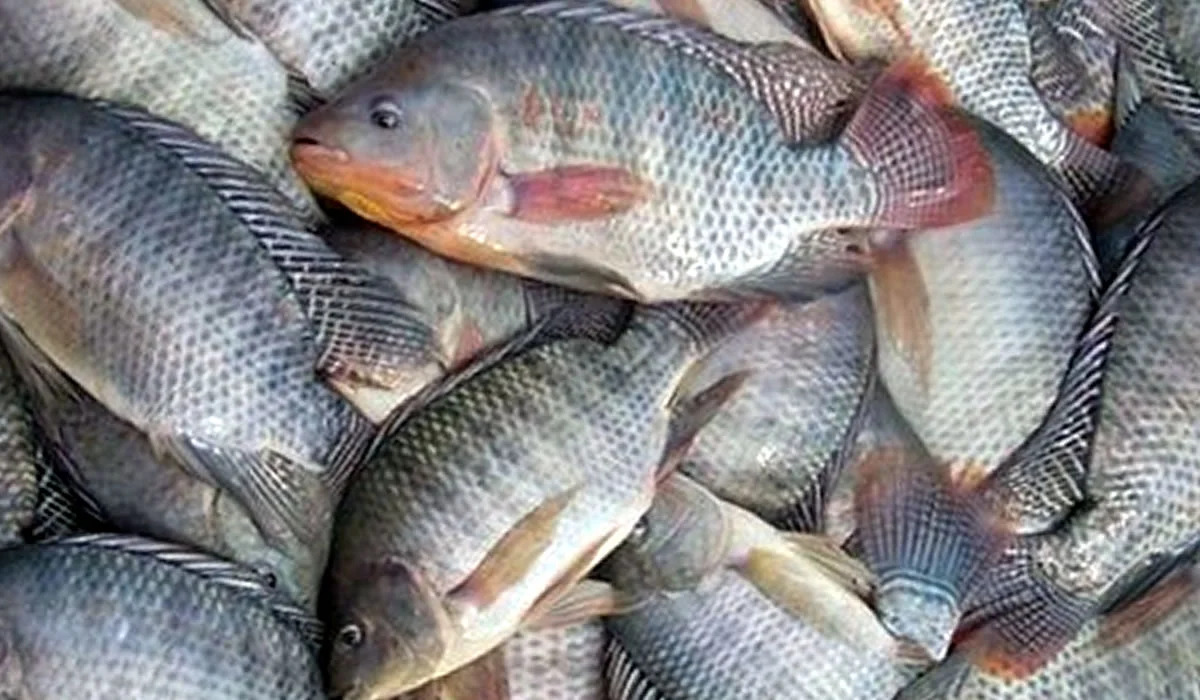 Pescados ganham competitividade nos EUA mesmo com tarifa de 15%