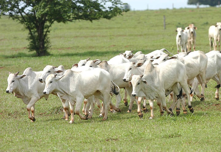 USP lança programa de genética e melhoramento animal para gado de corte