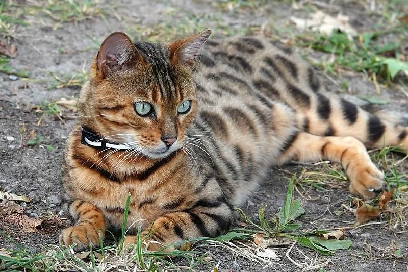 Gato bengal invade casa e ataca criança; Justiça fixa multa para dona em Rondonópolis