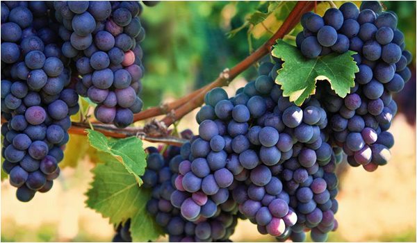 Produção de uvas movimenta mais de R$ 8 bilhões no Brasil