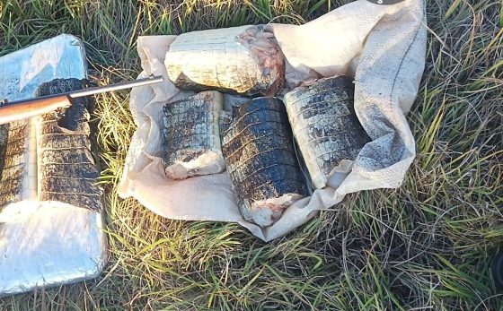 Sema apreende 17 quilos de carne de jacaré e aplica multa de R$ 14,2 mil em Poconé