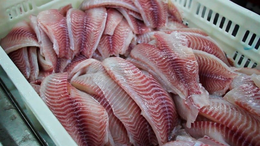 Sem EUA, setor de pesca deixa de exportar US$ 250 milhões