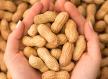 Exportação de amendoim cresce, mas produtores têm prejuízos