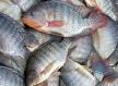 Pescados ganham competitividade nos EUA mesmo com tarifa de 15%