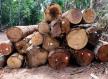 Período proibitivo de exploração florestal sustentável terminou nesta quarta-feira
