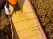 Mato Grosso lidera produção agropecuária do país com projeção de R$ 206 bilhões em 2026