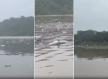 Guia de turismo mostra Rio Cuiabá tomado por lixo e peixes mortos