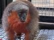 Macacos zogue-zogue recebem tratamento médico e são devolvidos à natureza em Alta Floresta