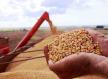 Anec eleva estimativa de embarques de soja, farelo e milho em novembro