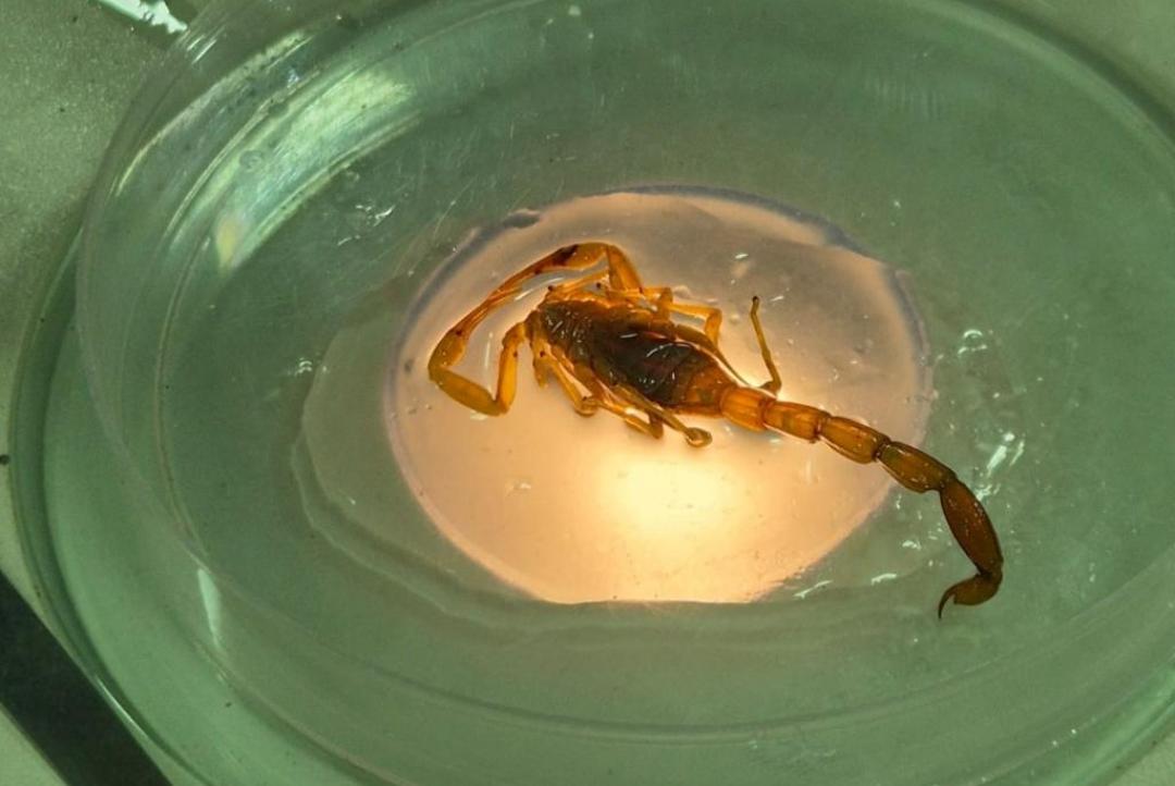 Mato Grosso registra 3.860 acidentes com animais peçonhentos; SES alerta população