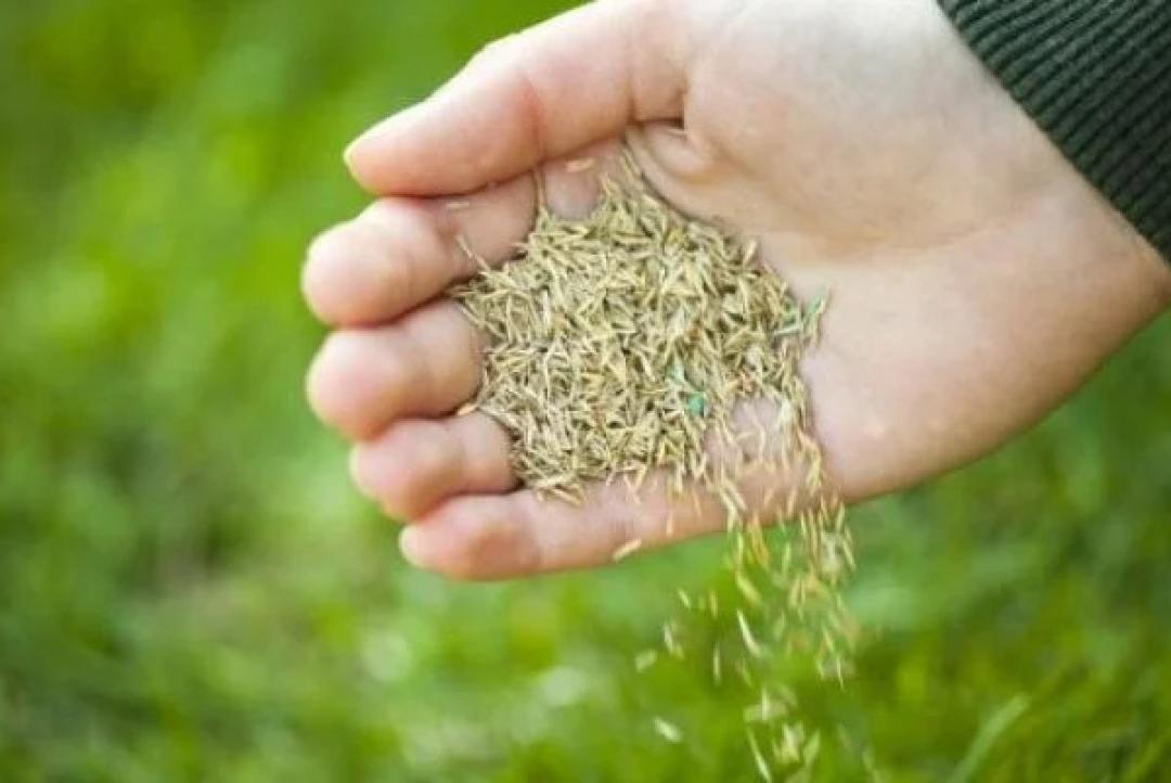 Justiça reconhece falha em sementes e garante indenização a produtor rural