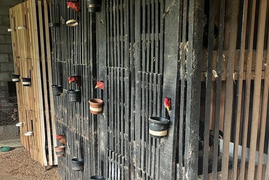 Polícia Civil e Sema desarticulam rinha de galos na região do Engordador, em Várzea Grande