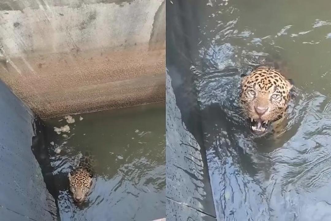 Onça-pintada é resgatada após cair em canal de usina em Juscimeira