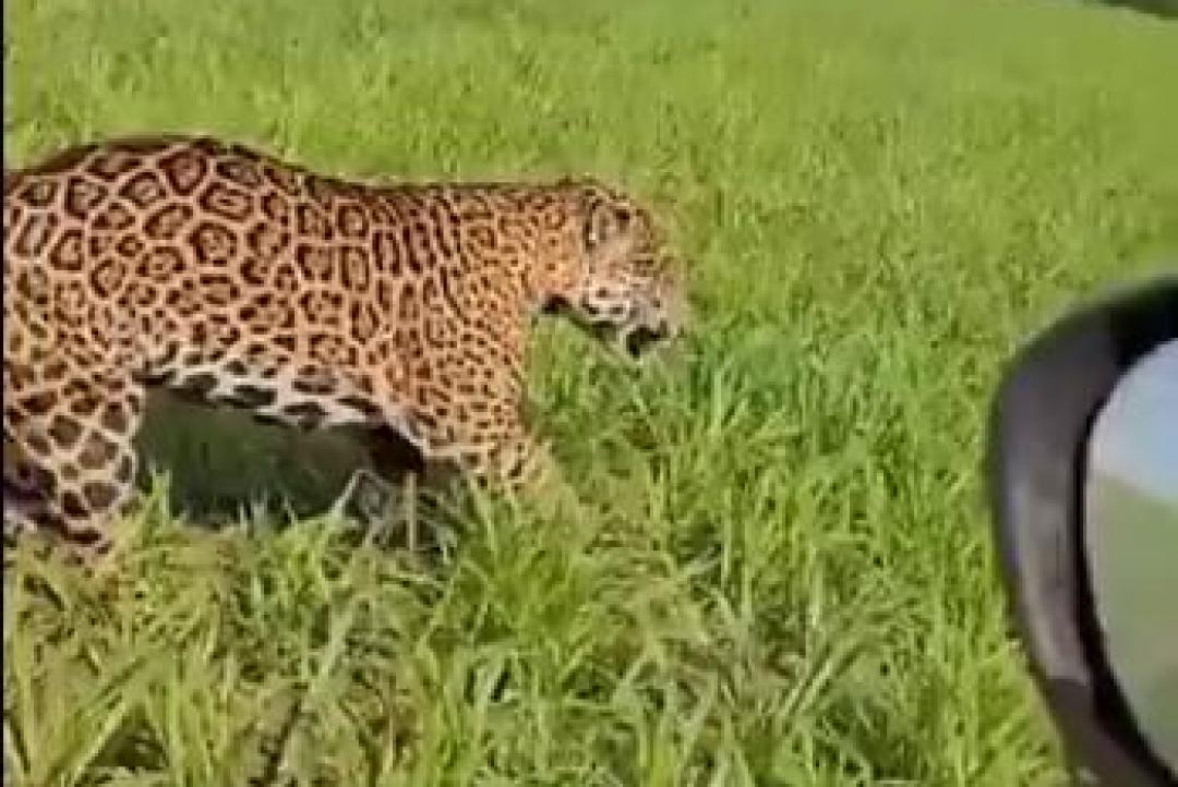 Onça-pintada “aposta corrida” com carro em lavoura e surpreende fazendeiro em MT; veja vídeo