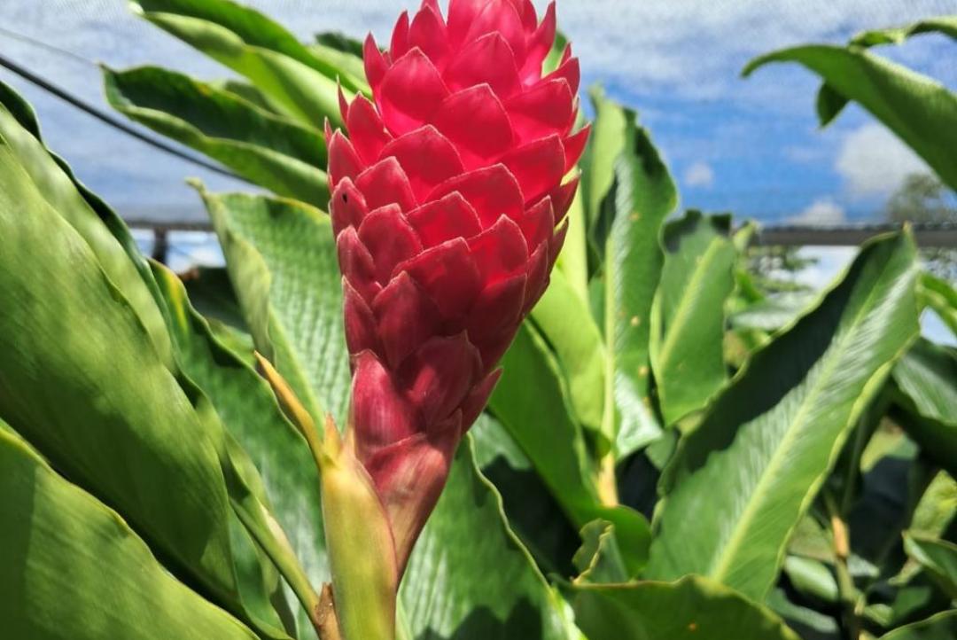 Projeto da Unemat incentiva floricultura como alternativa de renda para agricultura familiar