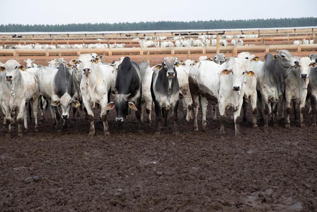 Principal destino da carne de MT, China reconhece Brasil como livre de febre aftosa