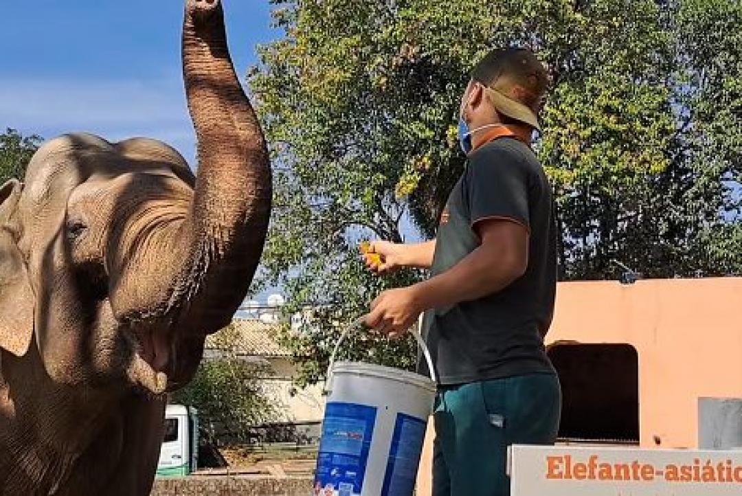 Elefante de 53 anos que vivia sozinho em zoológico de SP vai morar no Santuário em Chapada dos Guimarães