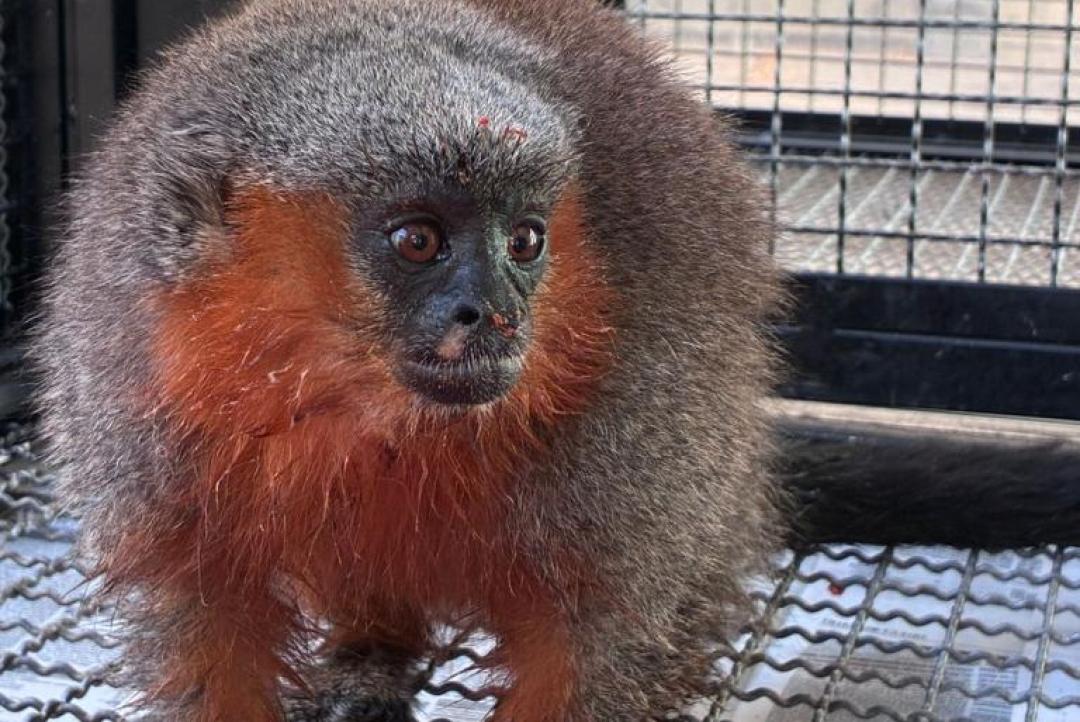 Macacos zogue-zogue recebem tratamento médico e são devolvidos à natureza em Alta Floresta