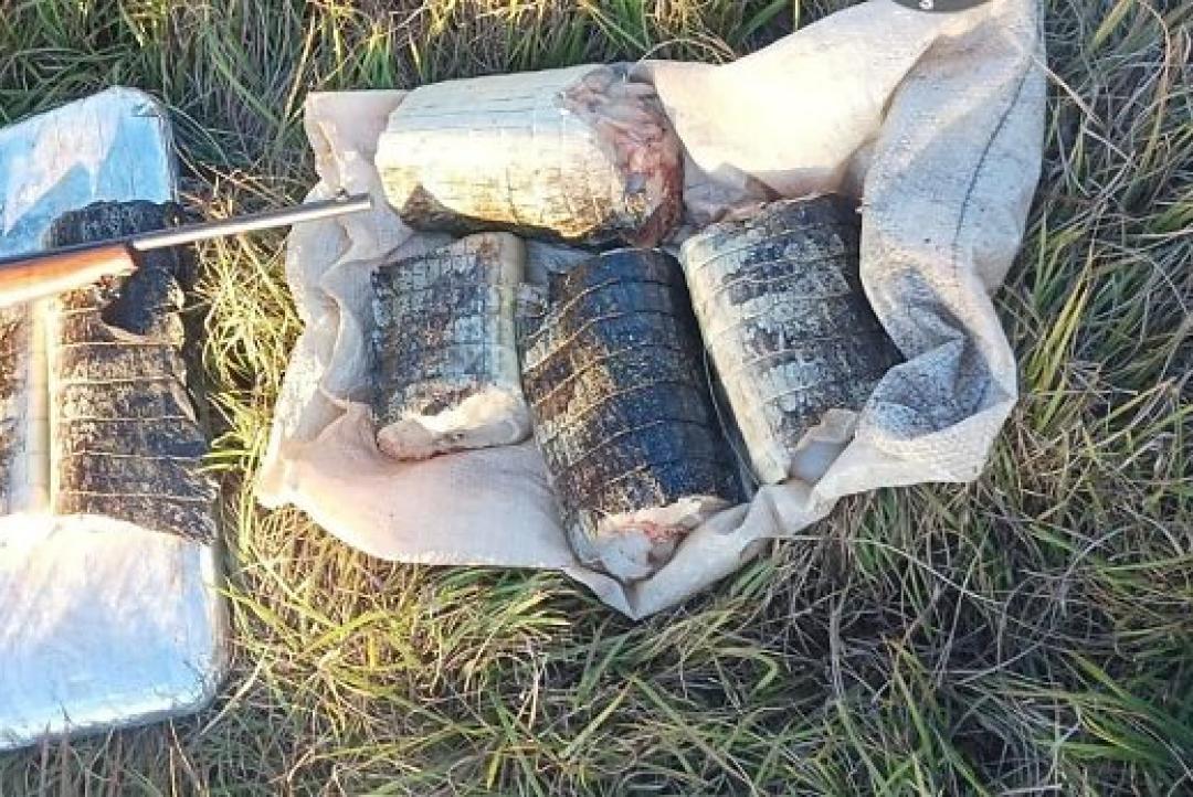 Sema apreende 17 quilos de carne de jacaré e aplica multa de R$ 14,2 mil em Poconé