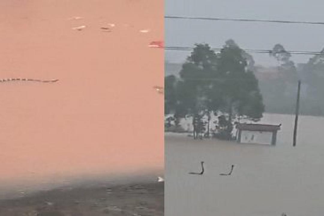 Mais de 900 cobras escapam após enchente e invadem ruas de cidade na China; veja vídeo