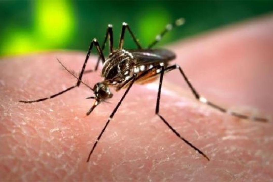 Anvisa autoriza produção de mosquitos em laboratório para combater dengue