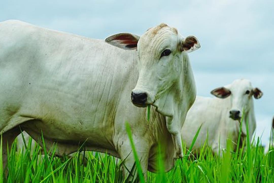 Pecuária de MT bate recorde e chega a 45% dos bovinos abatidos com até 24 meses