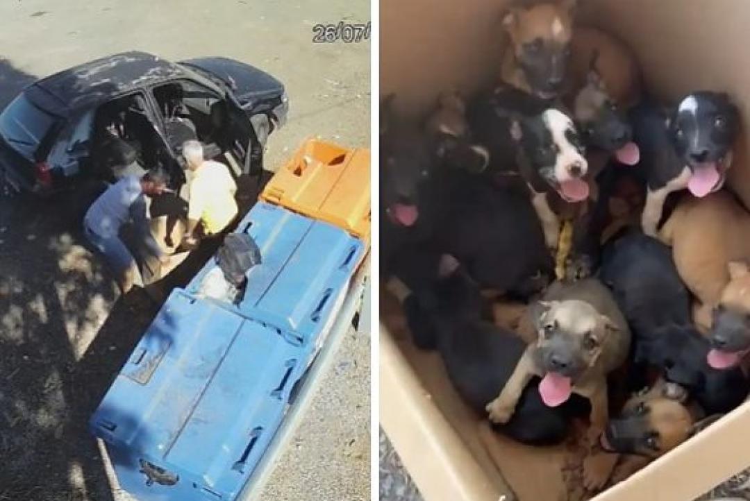 Homem abandona 11 filhotes de cachorro em rodovia, é rastreado por câmeras e acaba preso; vídeo