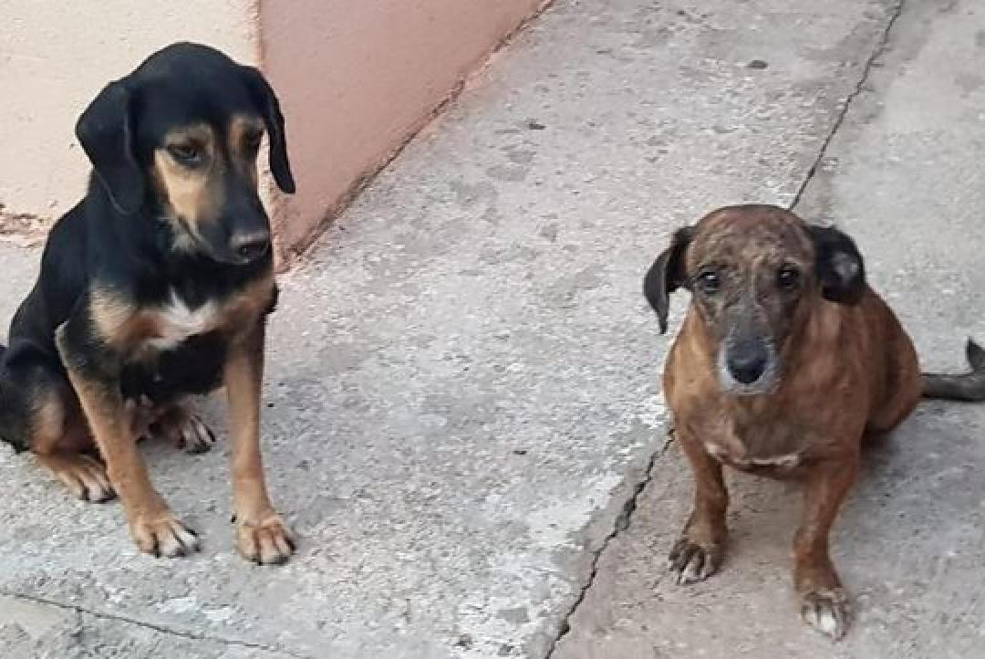 Lei proíbe condenados por maus-tratos a animais de ocuparem cargos públicos em Lucas do Rio Verde