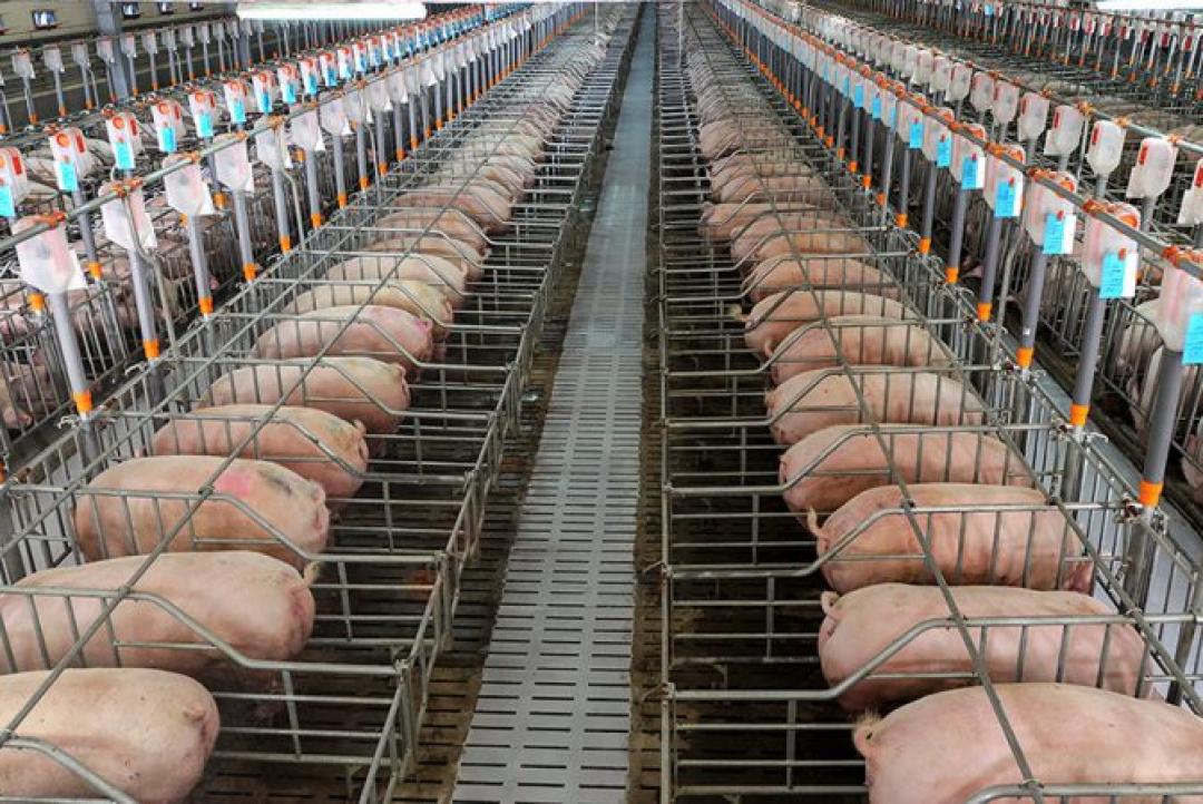 Cargill apresenta plataforma integrada de micronutrição e saúde animal