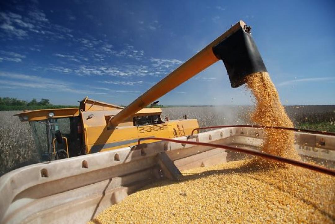 Mato Grosso colhe 99,10% do milho e projeta recorde de 57,39 milhões de toneladas