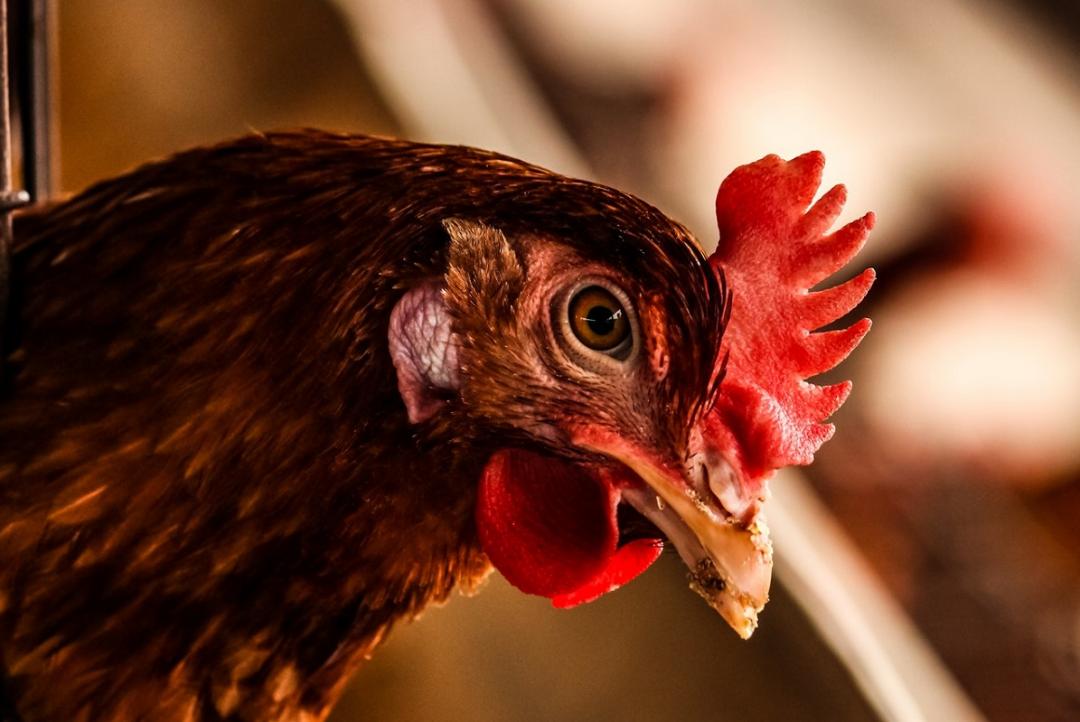 Criação de galinha caipira ganha escala com manejo correto e gera renda