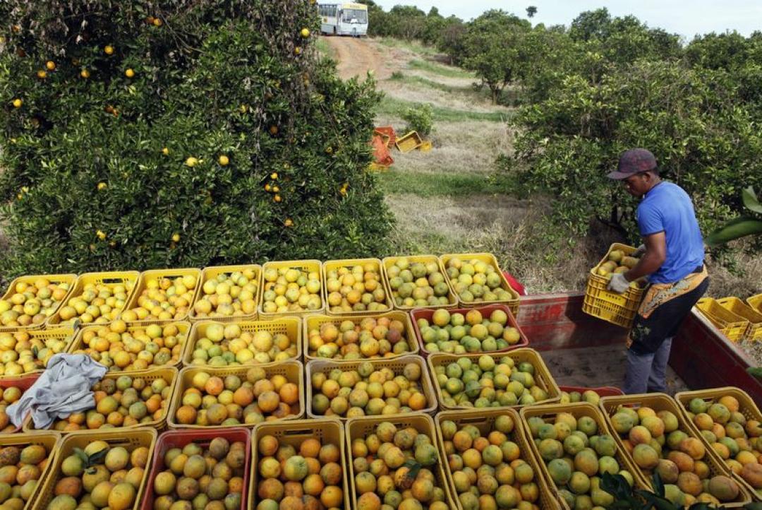 Conab está autorizada a realizar leilões de apoio ao escoamento de laranja