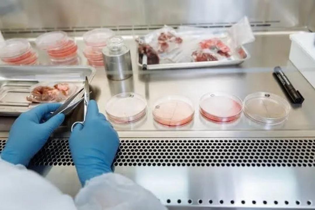 China aposta em carne de laboratório para reduzir dependência de importação