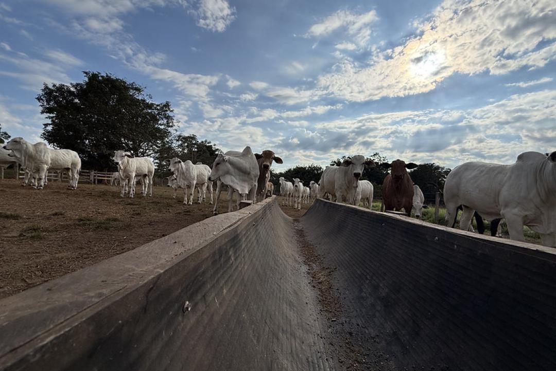 Confinamento em MT cresce 43% e deve atingir 1,33 milhão de animais em 2026, aponta Imea