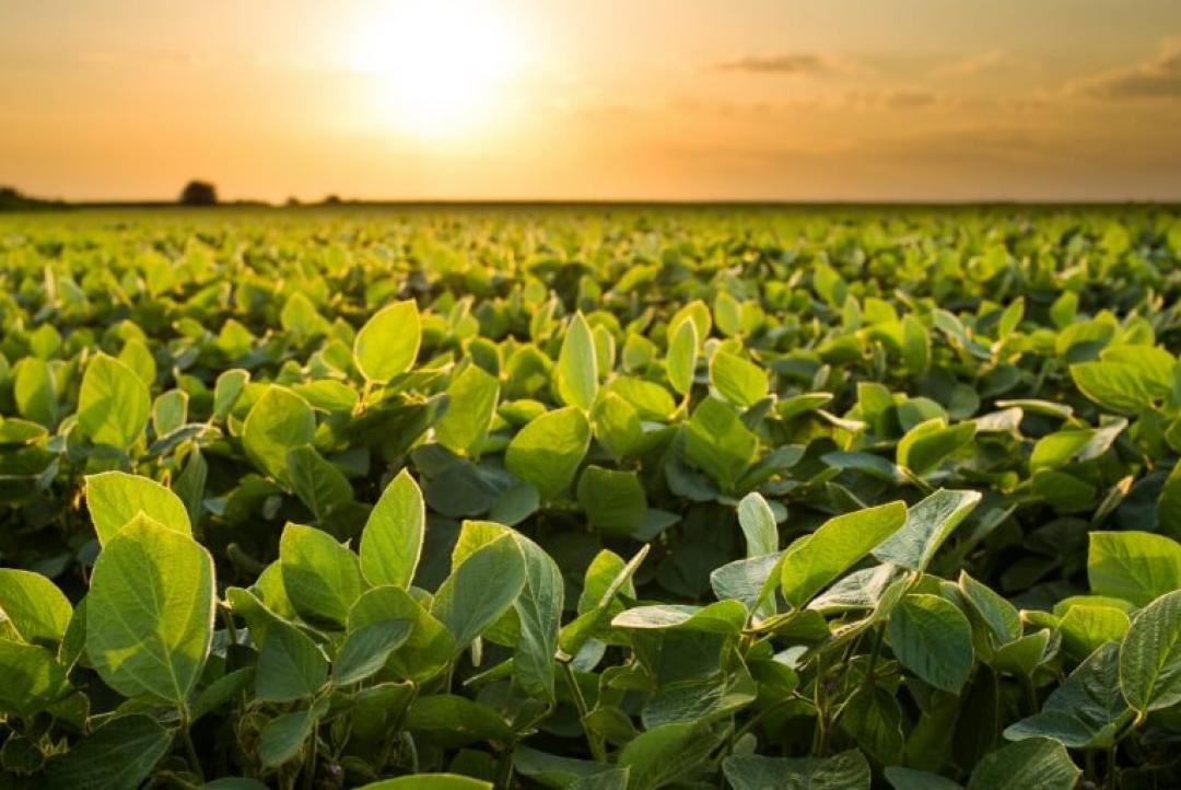 Clima favorece colheita e qualidade na safra 2025/26