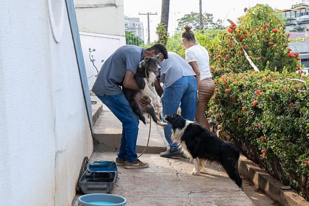 Oito cachorros são resgatados em situação grave em canil clandestino; 1 não resiste e morre