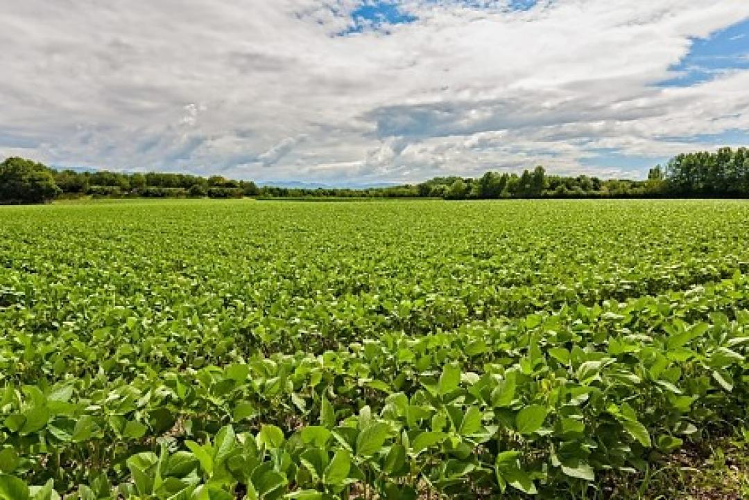 Custo da soja chega a R$ 8,1 mil por hectare e retorno deve cair 35% em MT