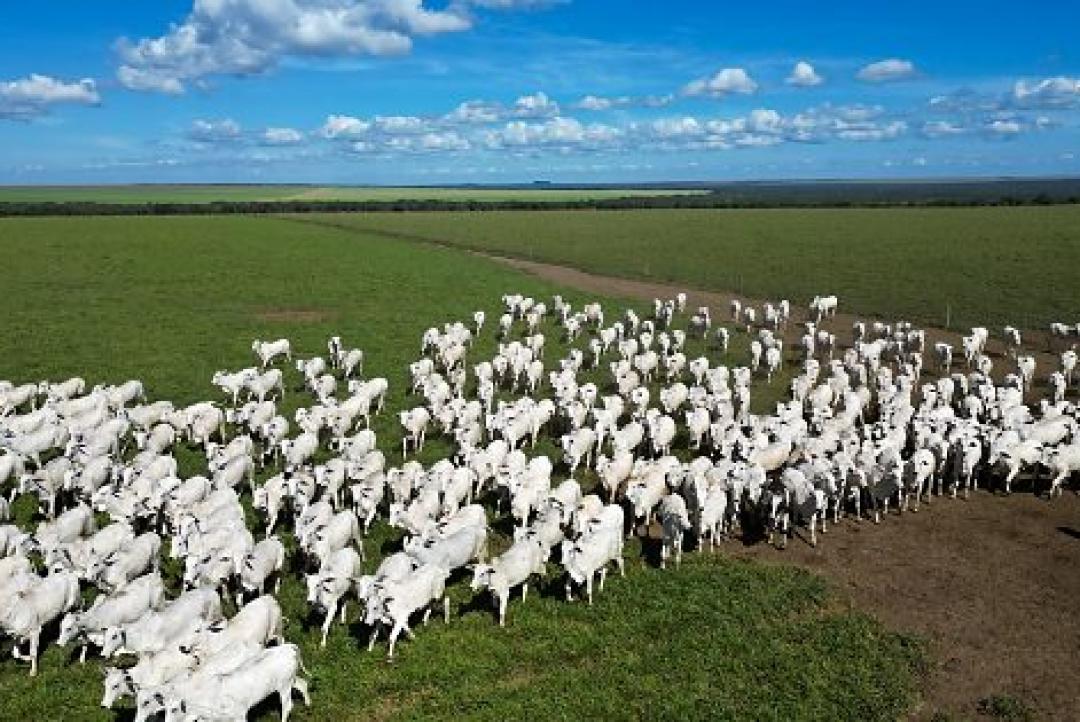 Pecuária de Mato Grosso lidera exportações da carne bovina brasileira