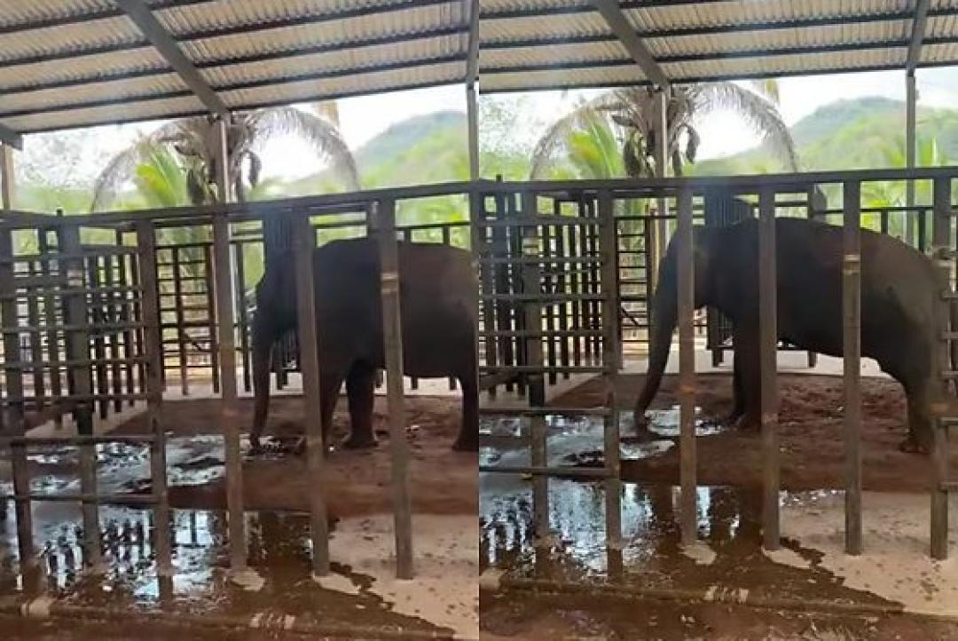 Elefante Sandro chega a santuário em MT após passar 40 anos preso em zoológico