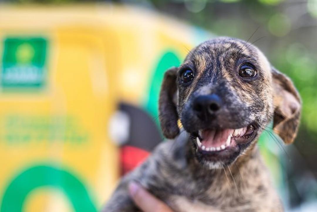 Campo Novo fixa multa de R$ 42,4 mil para quem for reincidente em abandono de animais