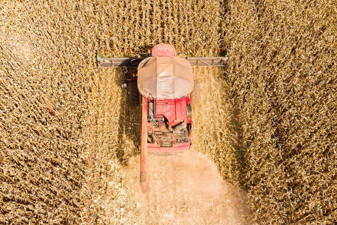 Mato Grosso lidera produção de grãos no Brasil e concentra 59,7% do gergelim nacional