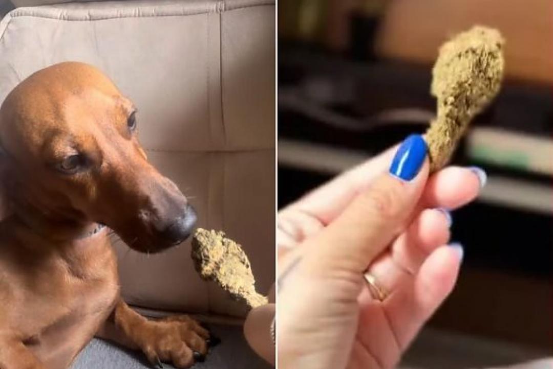 Mulher posta foto oferecendo maconha para cachorro e acaba presa em Sorriso