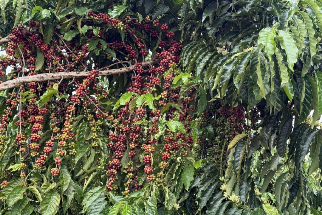 Concurso em Juína vai premiar os melhores cafés de Mato Grosso