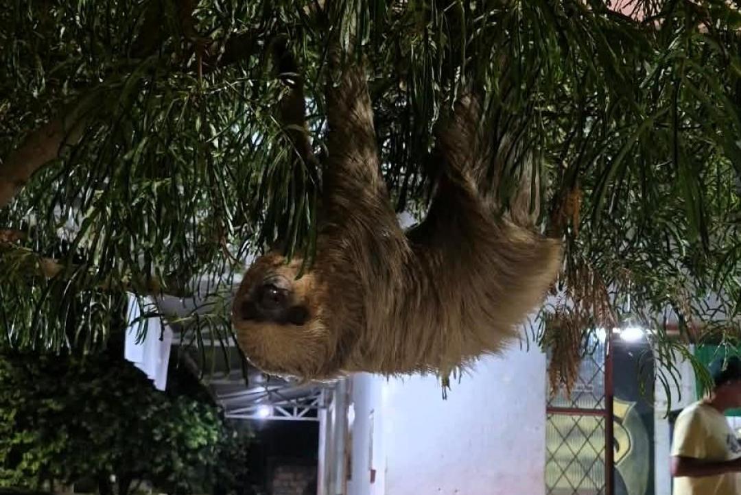 Corpo de Bombeiros resgata arara-vermelha e bicho-preguiça em Alta Floresta