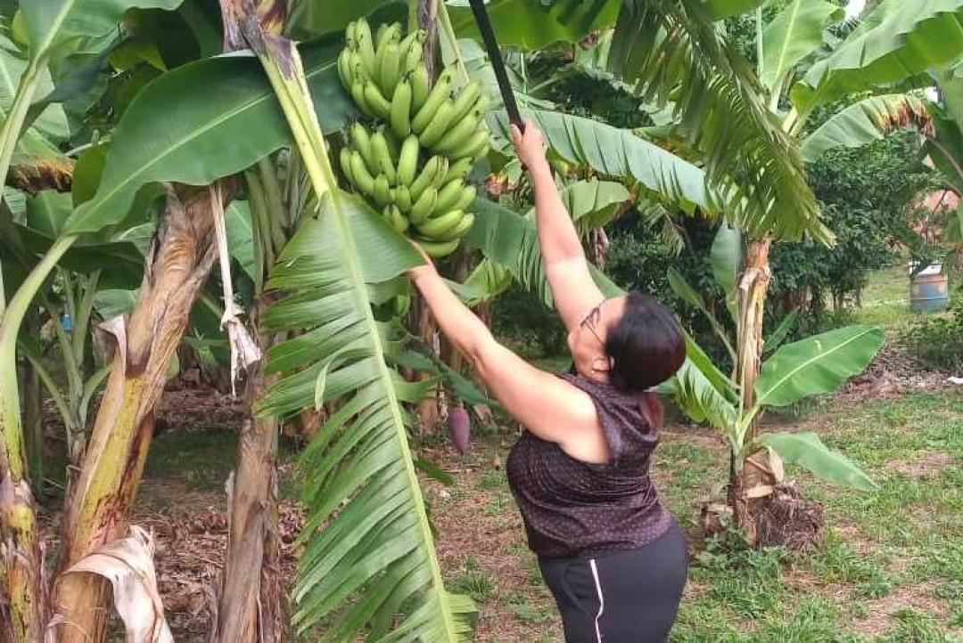 Agricultora familiar colhe frutos de mudas que recebeu do Governo: 