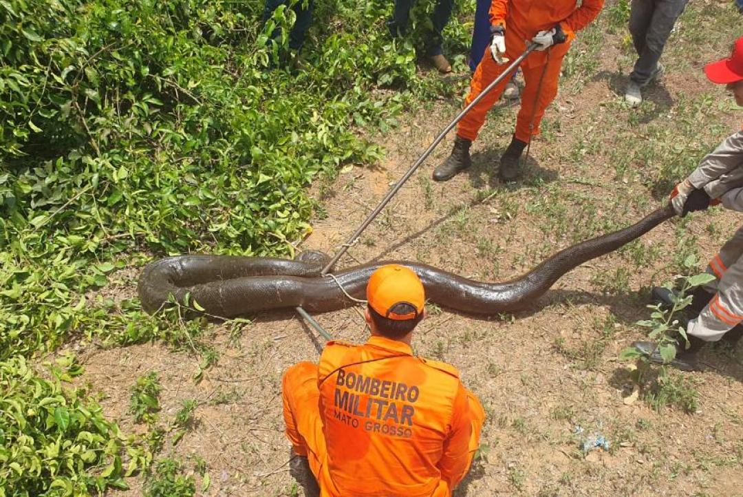 Corpo de Bombeiros resgata sucuri em área de mata em Sorriso