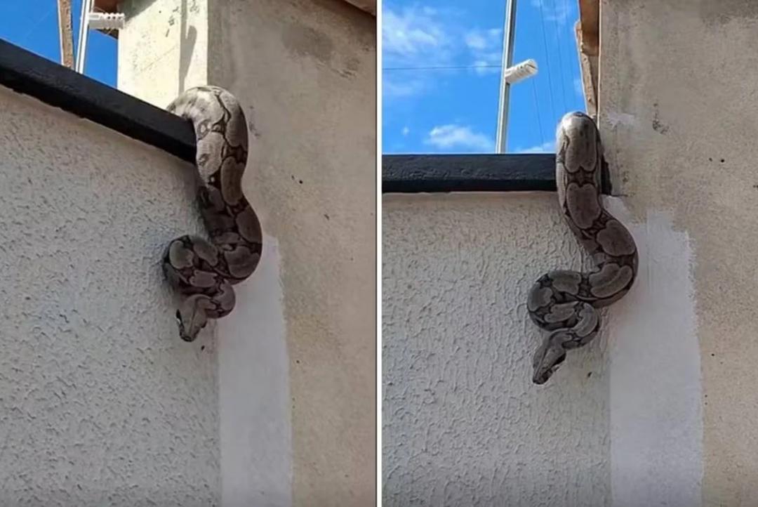 Moradora de Goiás se assusta ao encontrar cobra no muro de casa. Veja vídeo