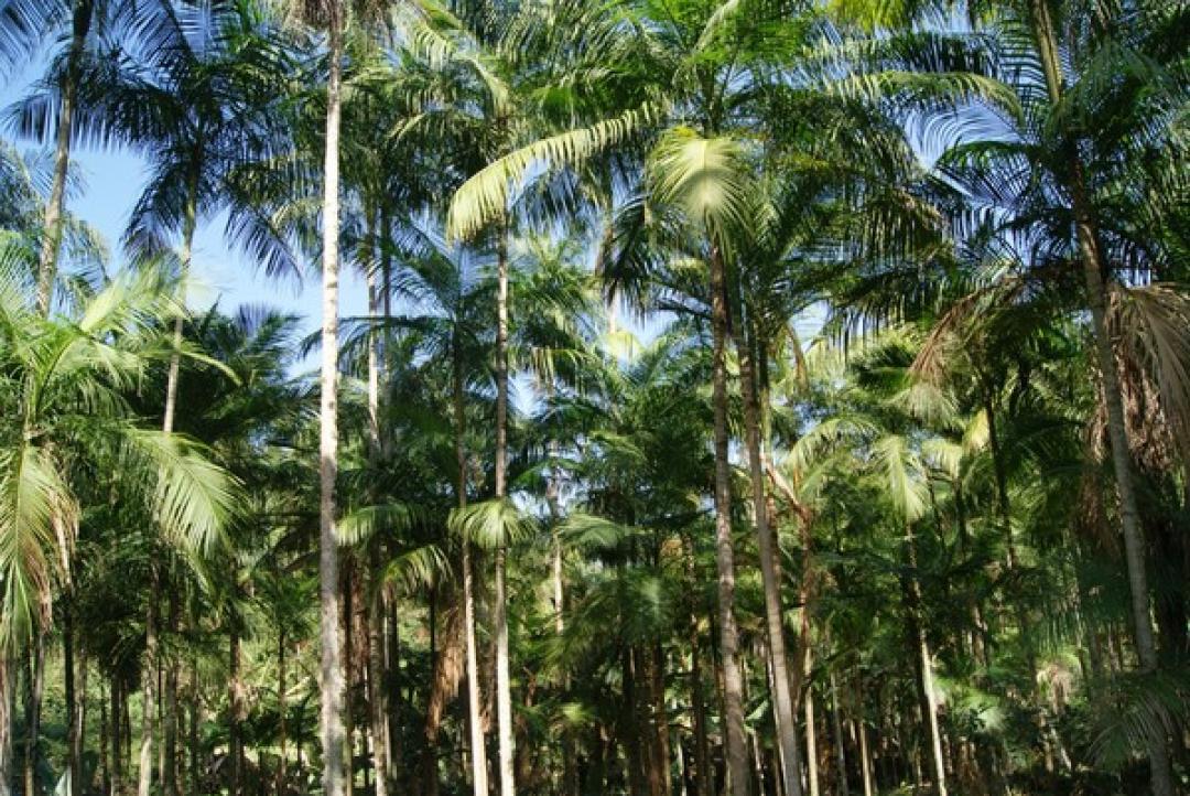 Palmito pupunha do Vale do Ribeira ganha selo de Indicação Geográfica