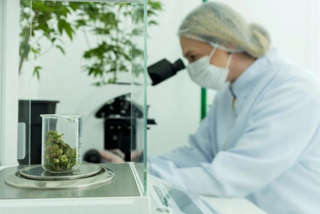 Anvisa autoriza Embrapa a iniciar pesquisas científicas com cannabis no Brasil